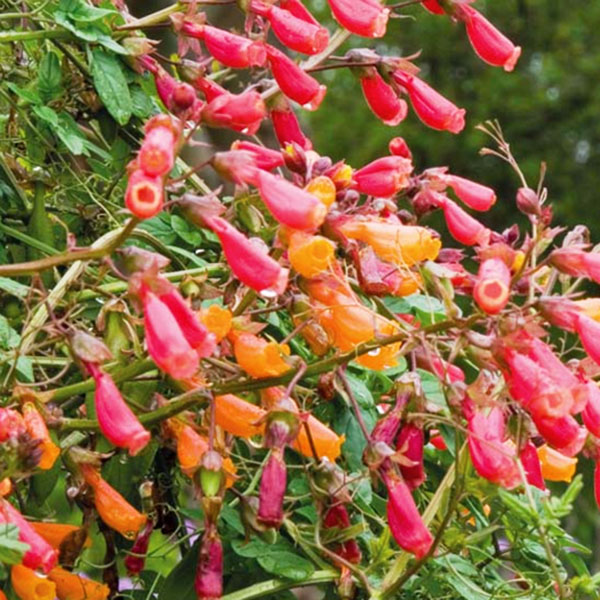 ECCREMOCARPUS SCABER MISCUGLIO 100 SEMI - Foto 3