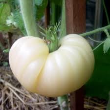 POMODORO PALLA DI NEVE NR.200 SEMI