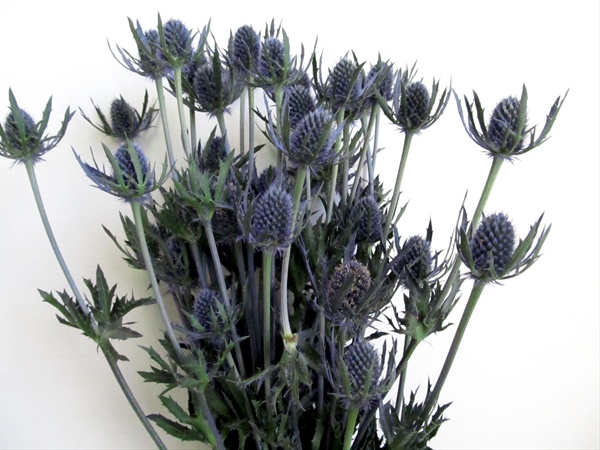 ERYNGIUM ALPINUM VIOLA NR.50 SEMI - Foto 2