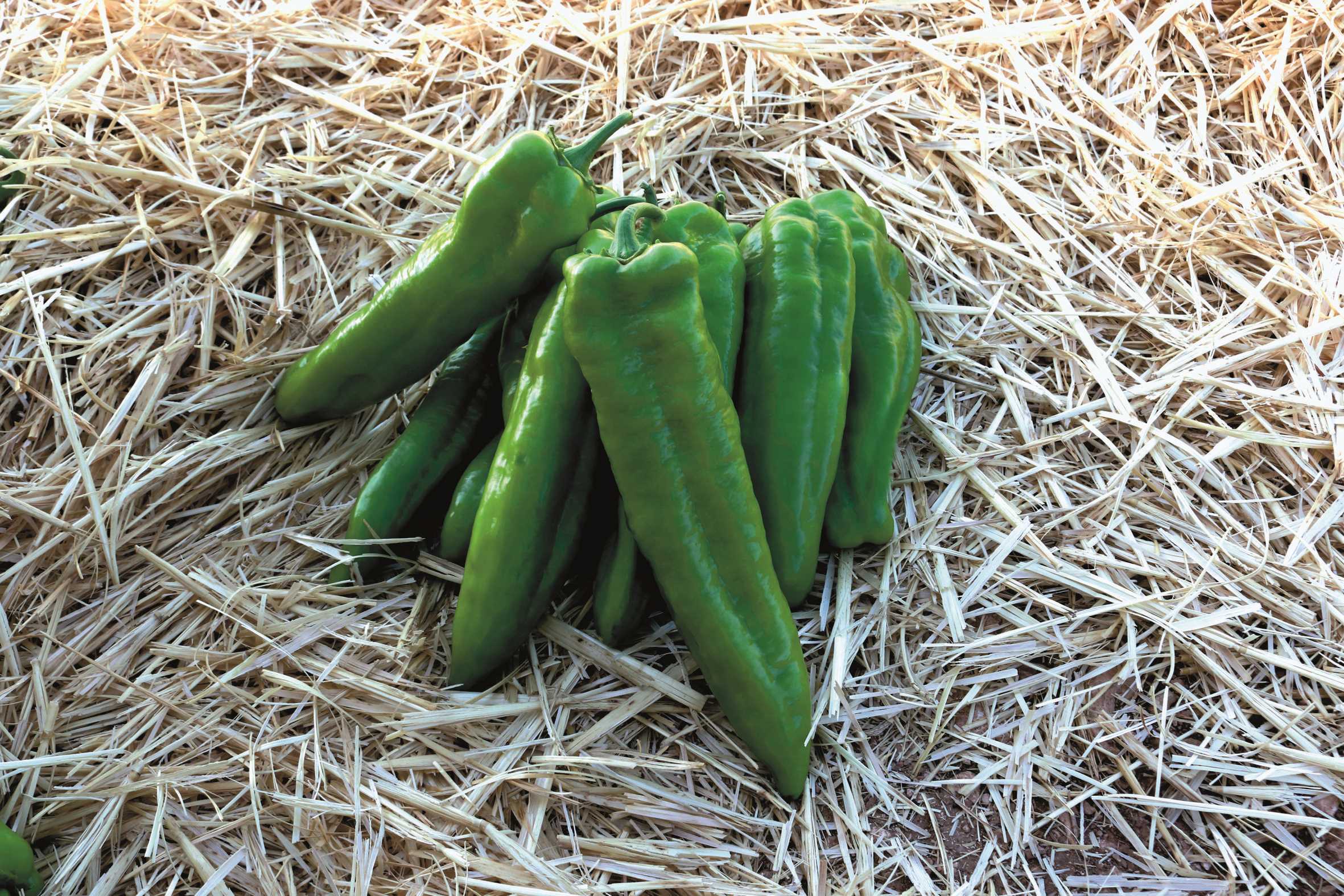 PEPERONE DAVINKI NR.1000 SEMI