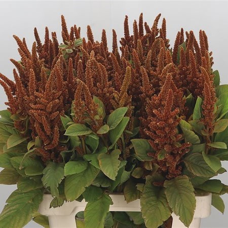 AMARANTUS CRUENTUS BISCOTTO GR.10 - Foto 3