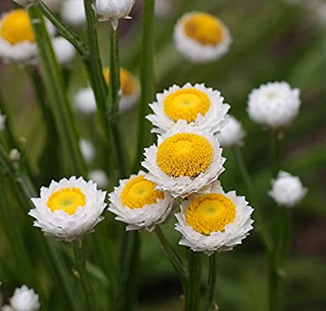 AMMOBIUM ALATUM SIRIO NR.100 SEMI - Foto 3