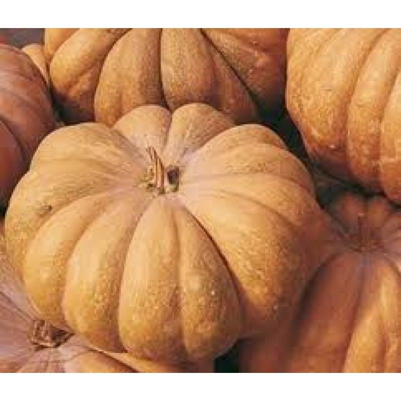 ZUCCA MOSCATA DI PROVENZA NR.30 SEMI