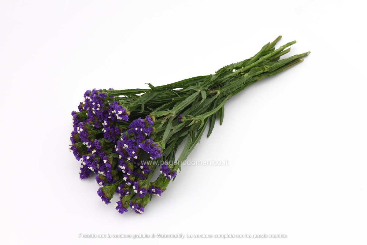 STATICE PACIFIC BLU SCURO GR.25 - Foto 2