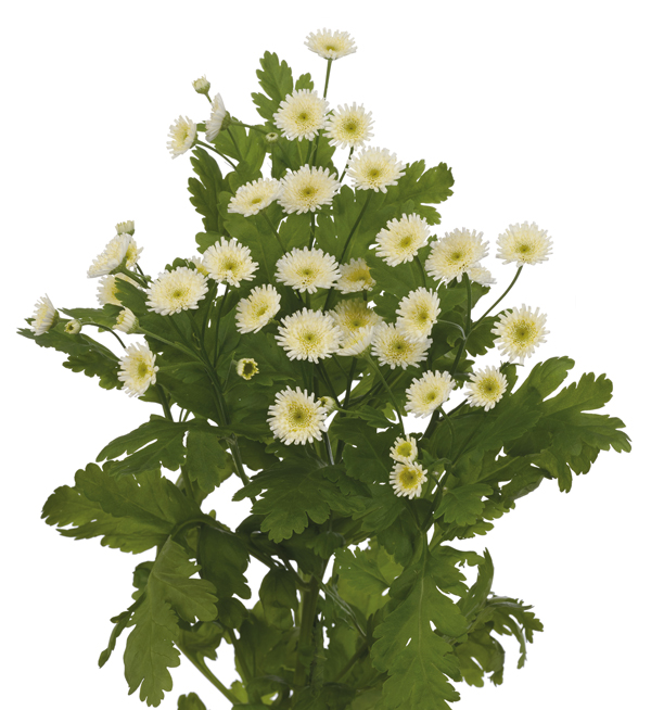 TANACETO ORINOCO NR.1000 SEMI - Foto 2