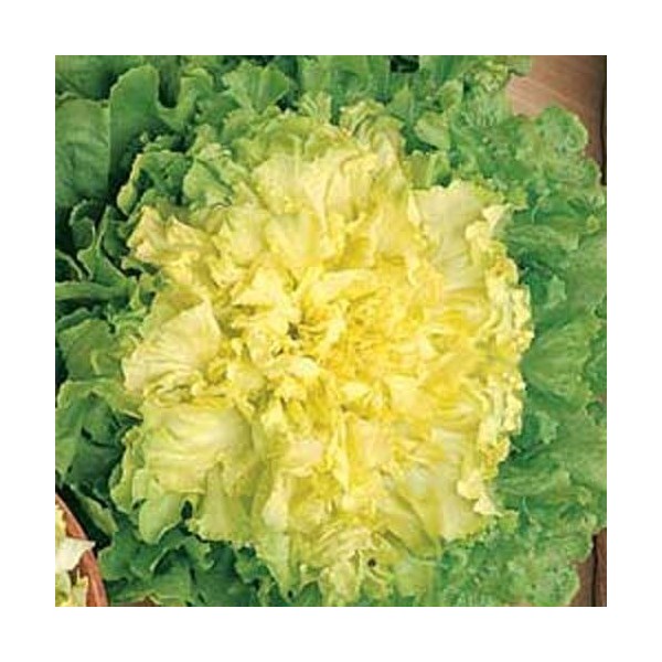 SCAROLA BIONDA A CUORE PIENO NR.1000 SEMI