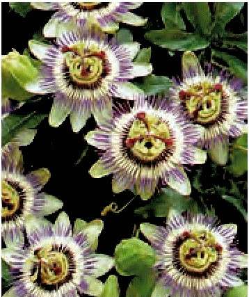 PASSIPHLORA COERULEA GR.10