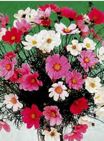 COSMEA VERSAILLES MISCUGLIO NR.200 SEMI - Foto 2