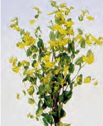 BUPLEURUM GRIFFITHI GR.10 - Foto 2