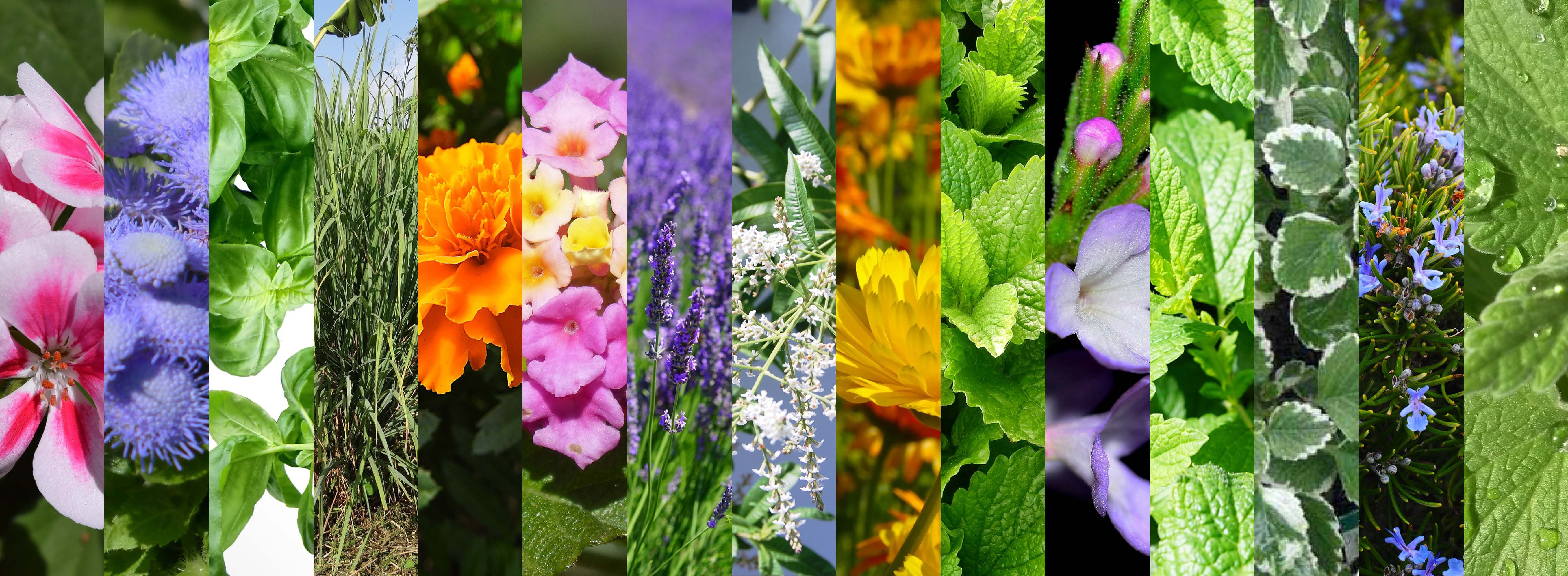 MISCUGLIO DI PIANTE REPELLENTI PER INSETTI ( ZANZARE) NR.100 SEMI - Foto 2