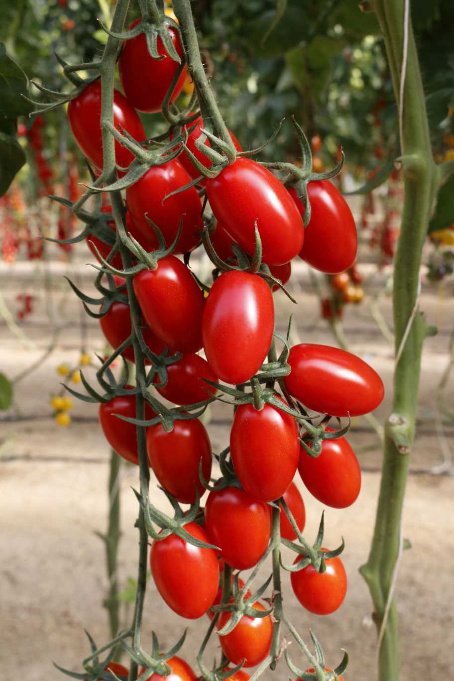 POMODORO UOLLI NR.1000 SEMI