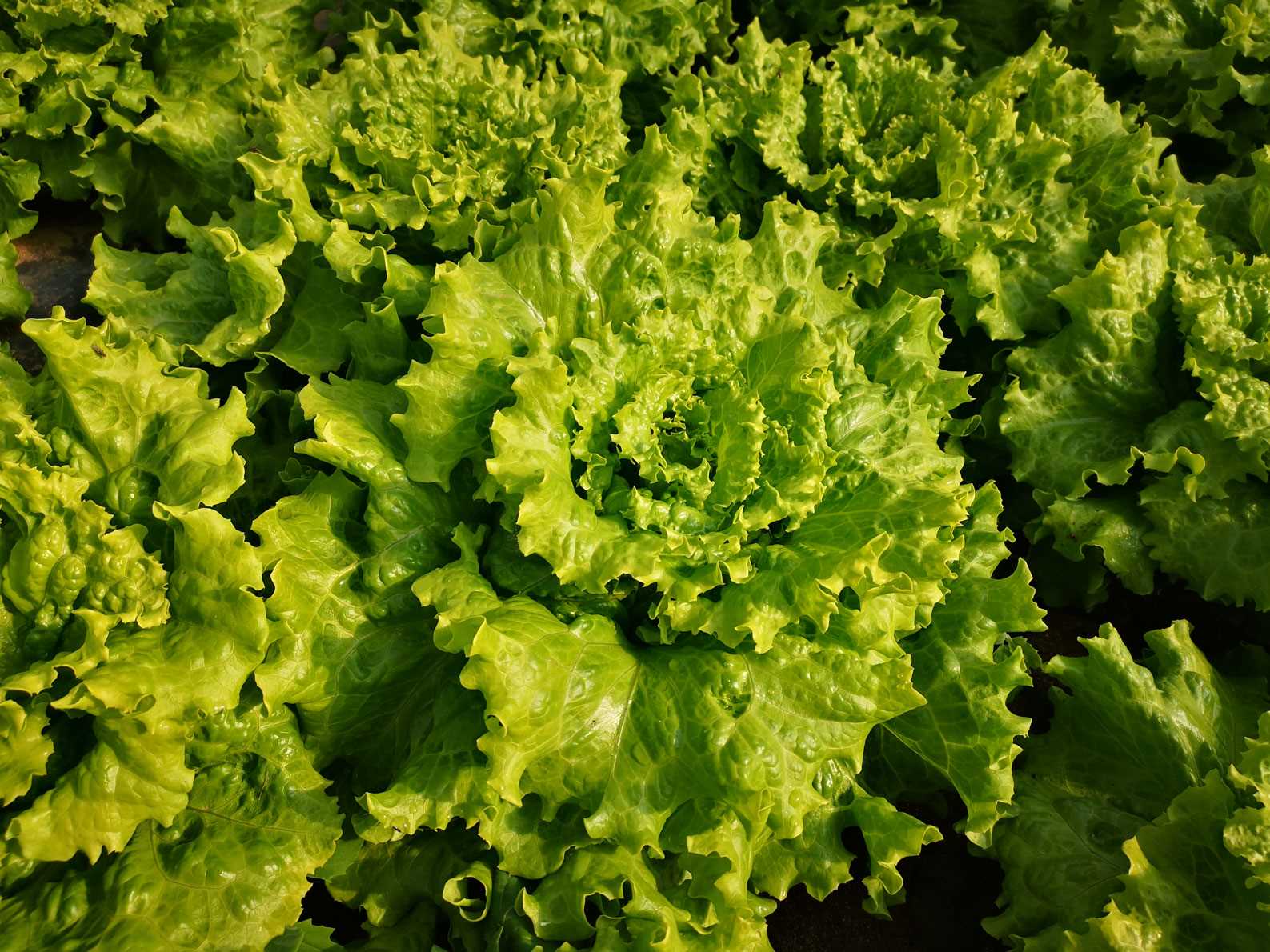 LATTUGA URSA NR.1000 SEMI