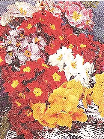 PRIMULA DANOVA MISCUGLIO NR.1000 SEMI - Foto 2