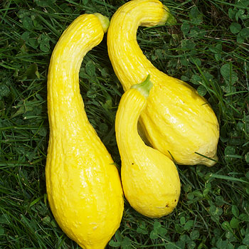 ZUCCA CROOKNECK NR.25 SEMI