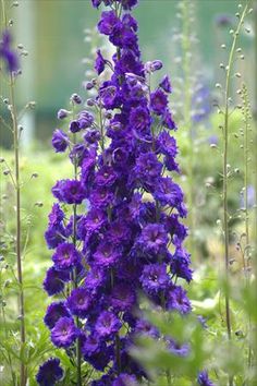 DELPHINIUM SUPREMO BLU SCURO GR.25 - Foto 2