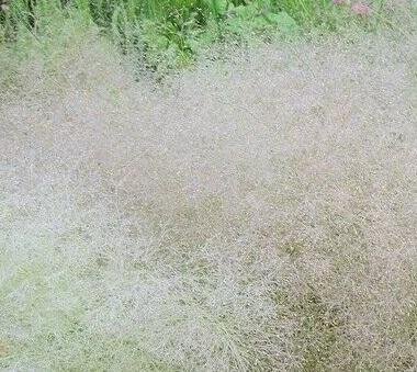 ERBA NUVOLA NR.1 BUSTA - Foto 3