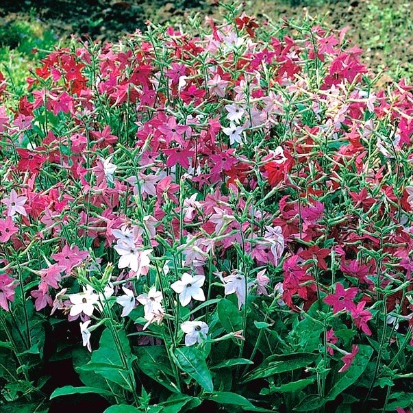 TABACCO ORNAMENTALE NR.1 BUSTA - Foto 2