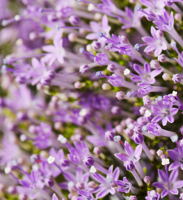 TRACHELIUM SUPREME PRECOCE BLU NR.1000 SEMI - Foto 2