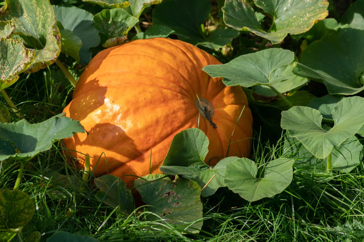 ZUCCA QUINTALE NR.8 SEMI