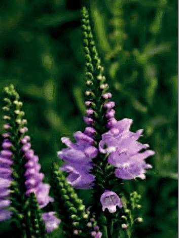 PHYSOSTEGIA VIRGINIANA LILLA NR.1000 SEMI - Foto 2