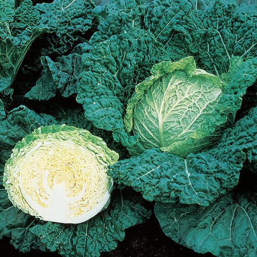 CAVOLO VERZA SAVOY KING F.1 HYBRD. 10.000 SEMI