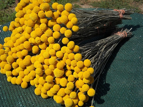 CRASPEDIA GLOBOSA GIALLO NR.100 SEMI - Foto 2