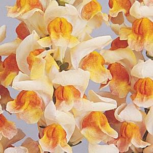 BOCCA DI LEONE / ANTIRRHINUM F1 MARYLAND FLAME NR.1000 SEMI - Foto 2