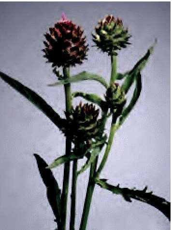 CYNARA CARDUNCULUS 100 SEMI - Foto 2