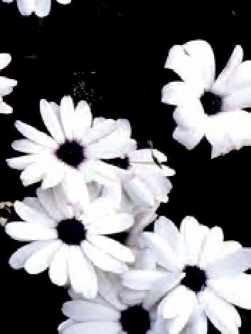 OSTEOSPERMUM ECKLONIS BIANCO NR.25 SEMI