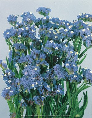 STATICE PACIFIC BLU CHIARO GR.10 - Foto 2