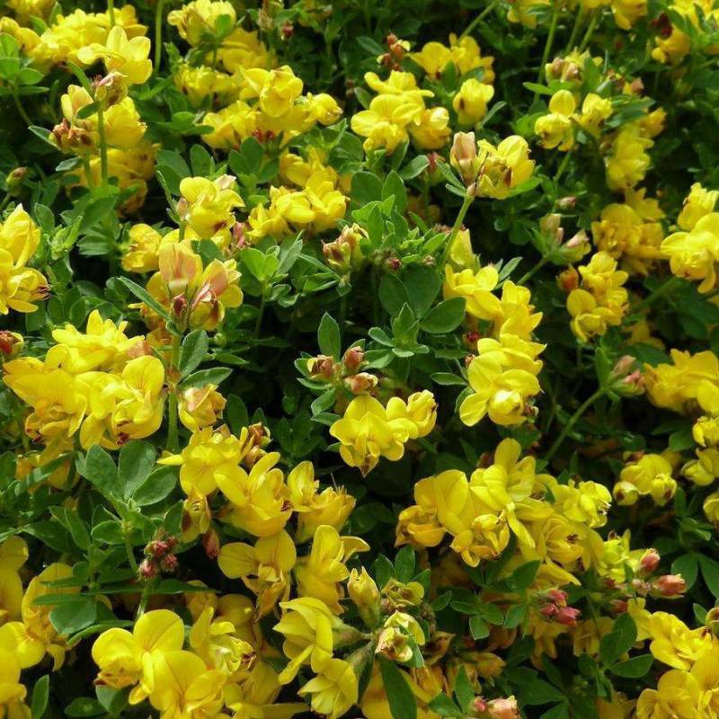 LOTUS CORNICULATUS YELLOW ( GINESTRINO ) NR.300 SEMI - Foto 2