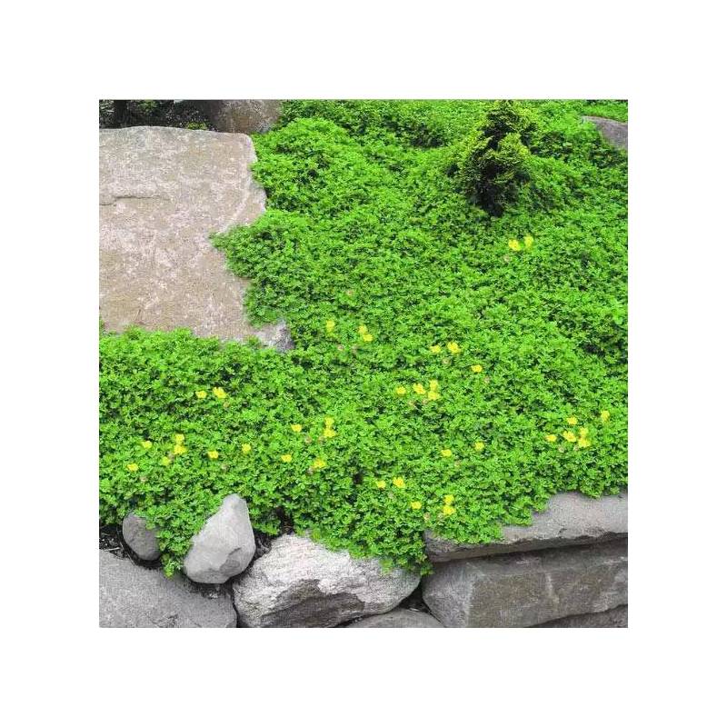 LOTUS CORNICULATUS YELLOW ( GINESTRINO ) NR.300 SEMI - Foto 3