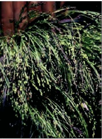 PANICUM MILIACELUM VIOLACEO GR.5 - Foto 2