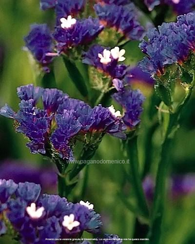 STATICE PACIFIC BLU SCURO GR.10 - Foto 3