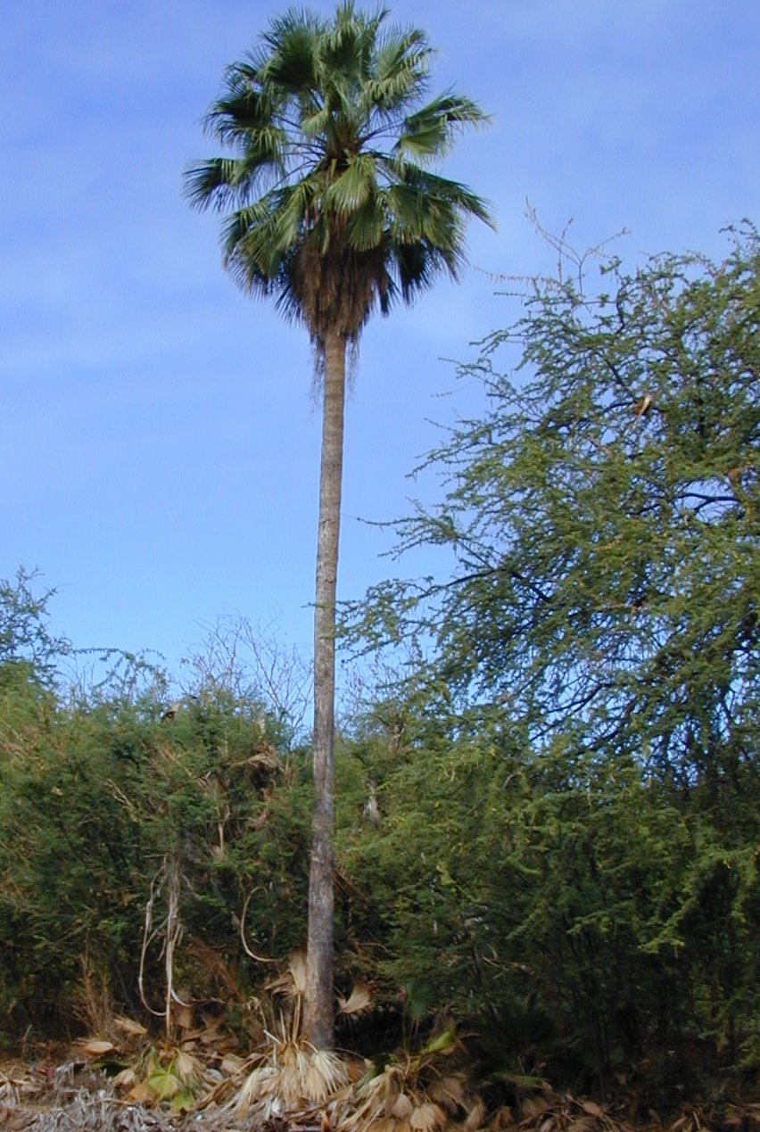 PALMA WASHINGTONIA FILIFERA NR.3 SEMI - Foto 2