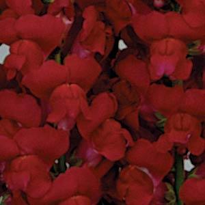BOCCA DI LEONE / ANTIRRHINUM F1 MARYLAND ROYAL NR.1000 SEMI - Foto 2