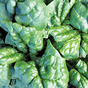 SPINACIO RICCIO AMERICA GR.500