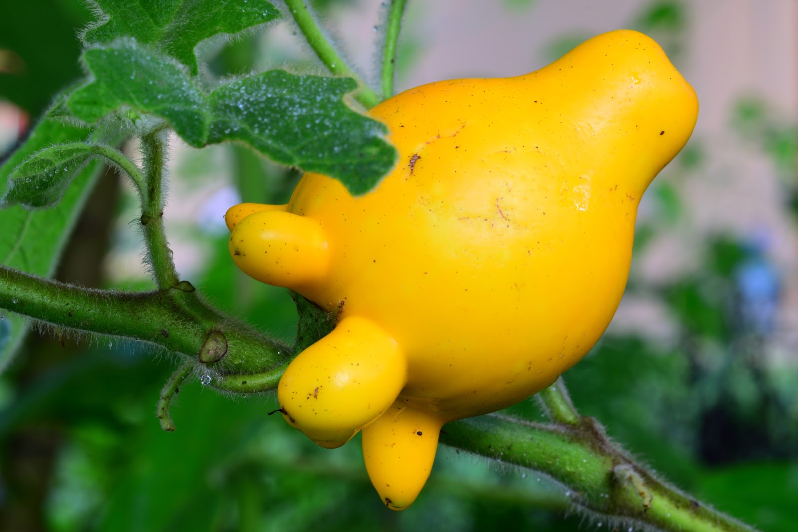 SOLANUM MAMMOSUM 10 SEMI - Foto 2