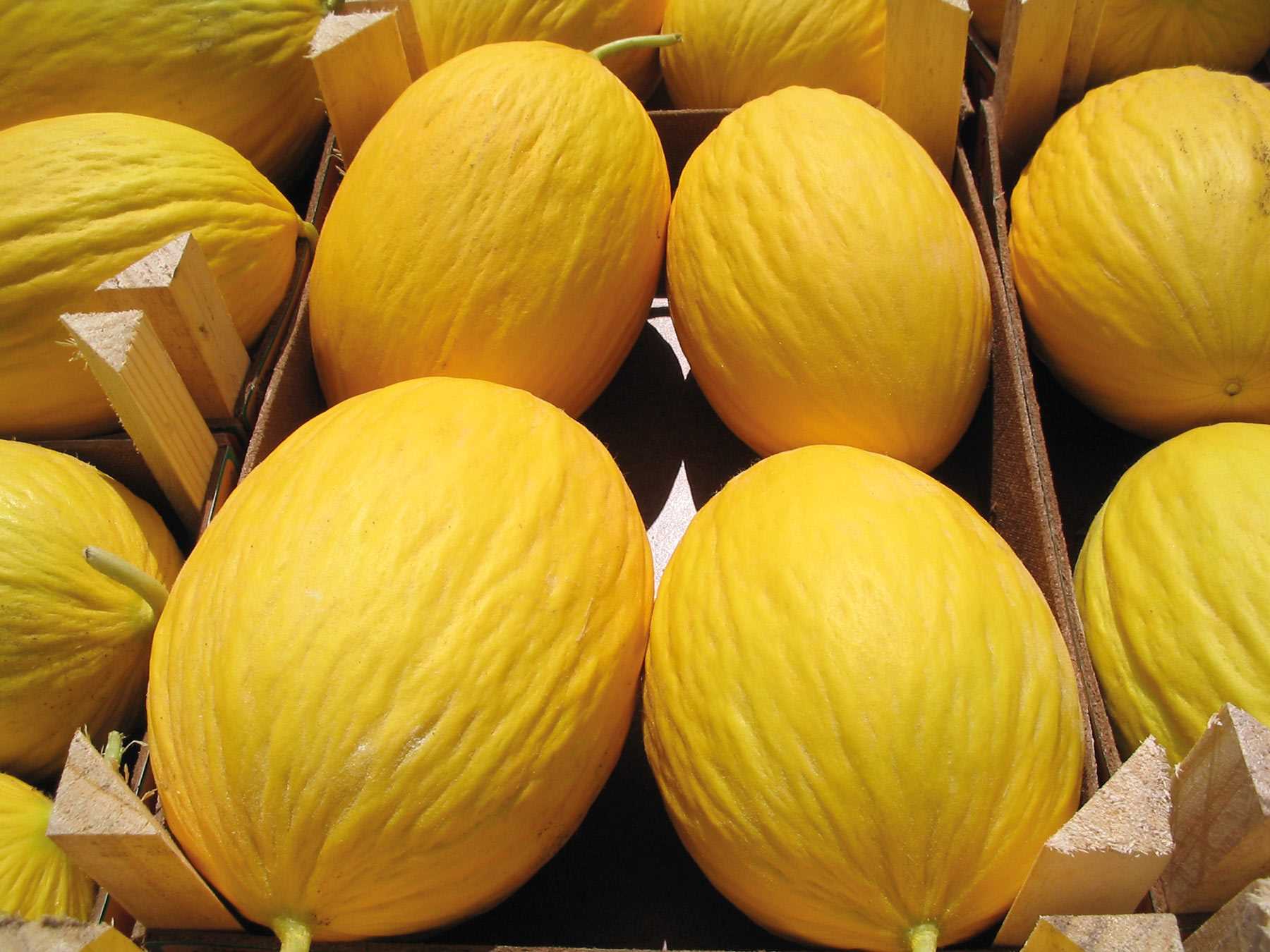 MELONE TAXI NR.1000 SEMI