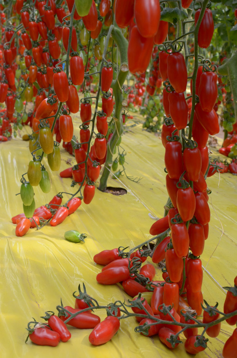 POMODORO PEPPEDI NR.1000 SEMI