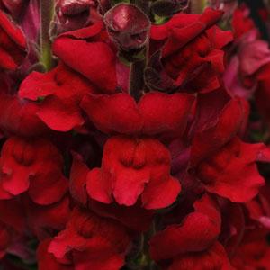 BOCCA DI LEONE / ANTIRRHINUM F1 MARYLAND RED NR.1000 SEMI - Foto 2