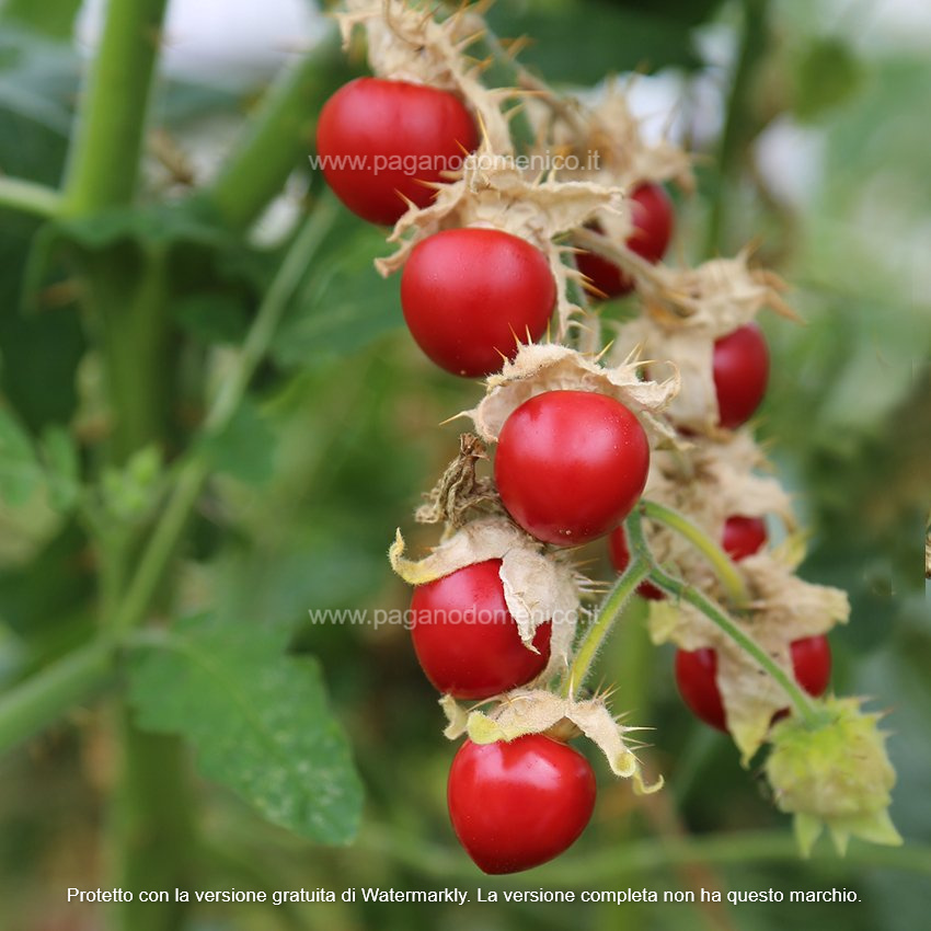 PIANTA DEL FUOCO - TOMATILLO 1 BUSTA - Foto 2