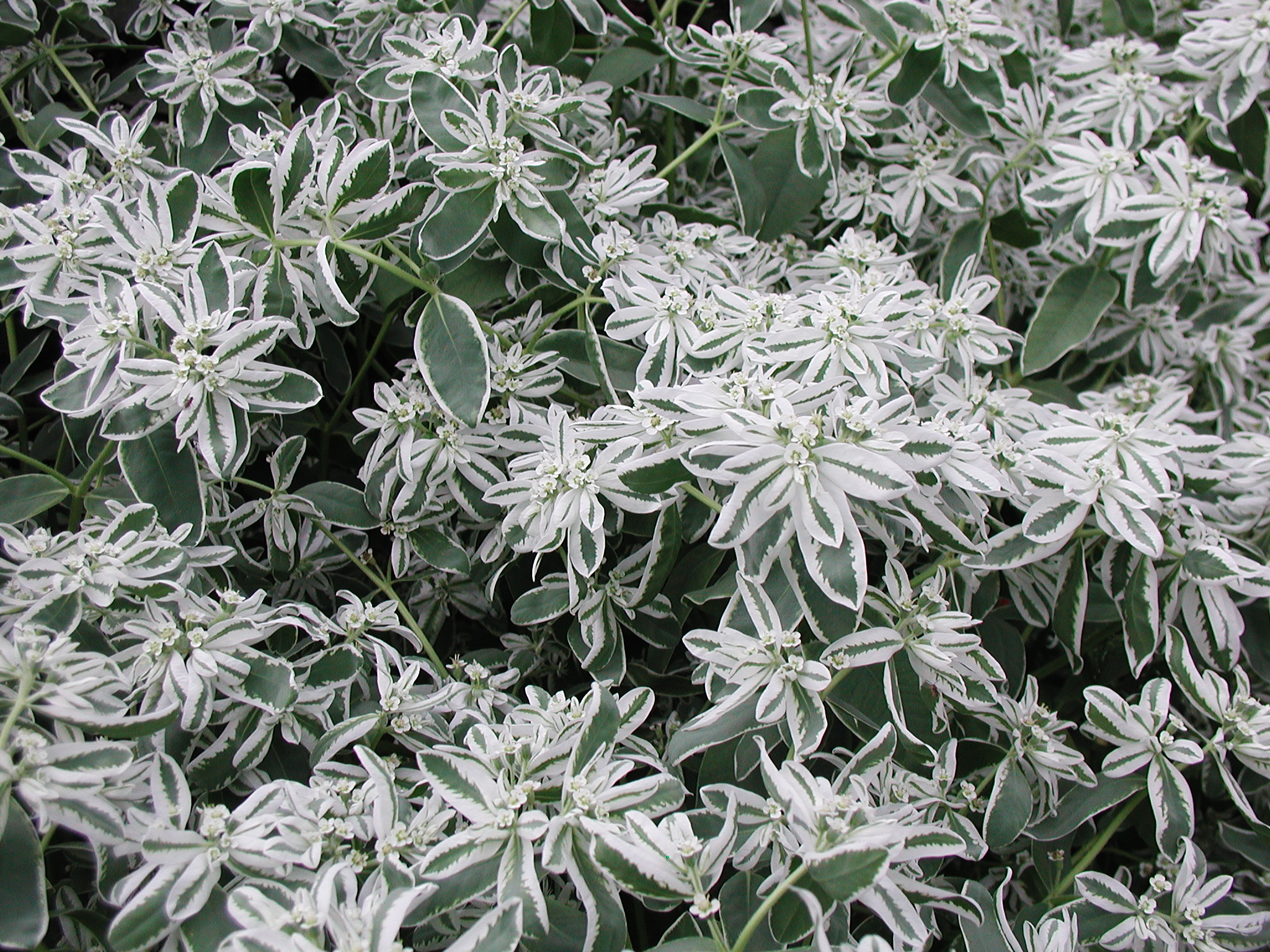 EUPHORBIA VARIEGATA KILIMANJARO GR.10