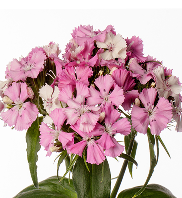 GAROFANO BARBIENNE ROSA E BIANCO NR.1000 SEMI (DIANTHUS)