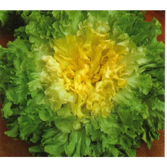 SCAROLA VERDE A CUOR PIENO NR.300 SEMI