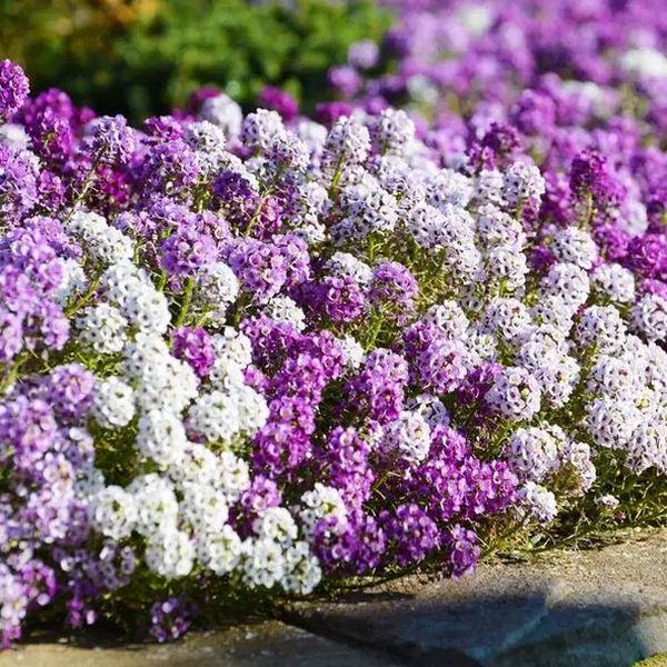 ALISSO NANO MISCUGLIO GR.5