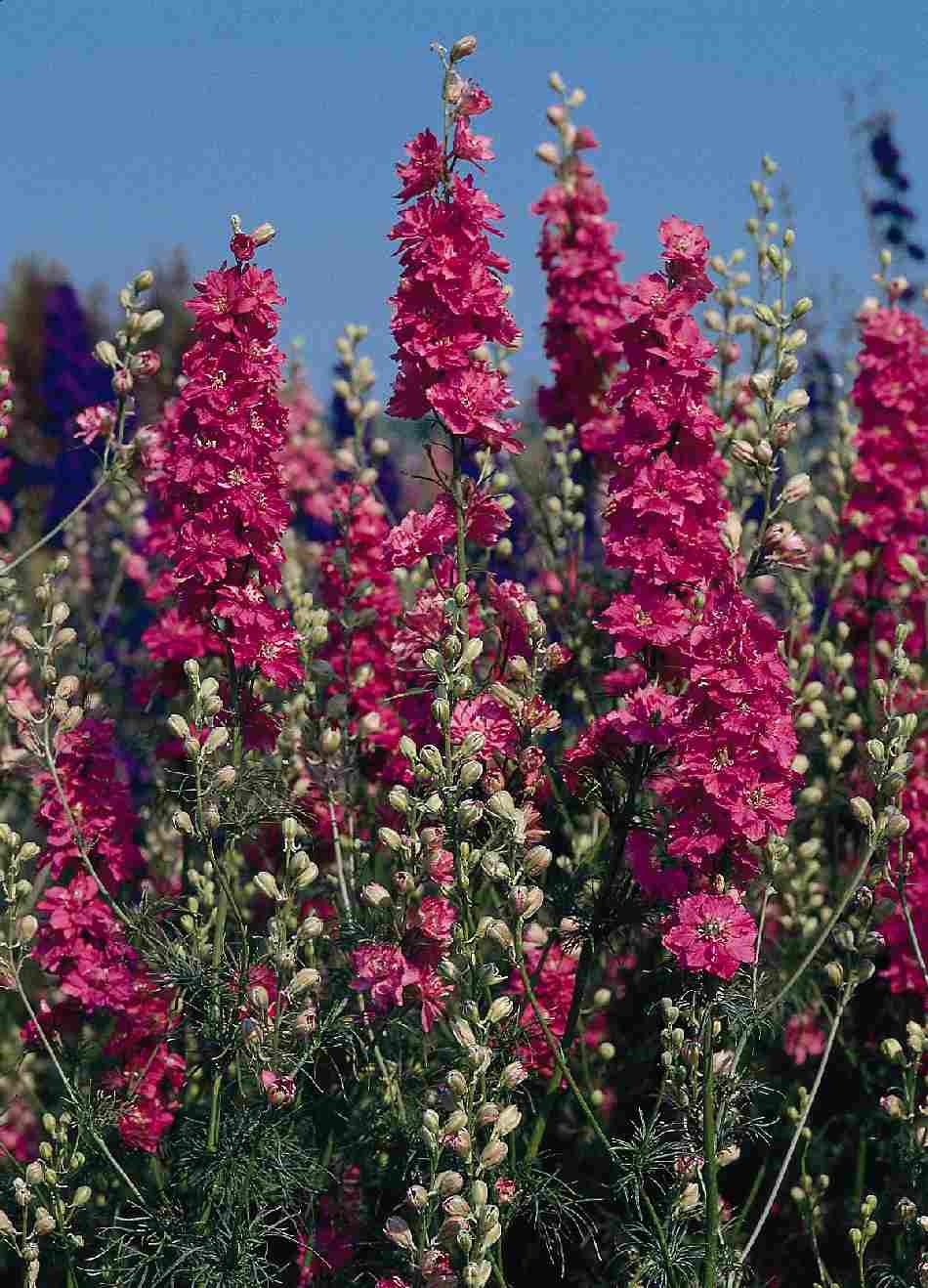 DELPHINIUM SUPREMO ROSSO CARMINIO GR.10