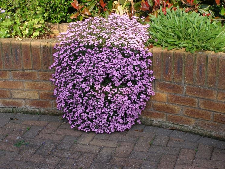 SAPONARIA DI ROCCIA NR.100 SEMI