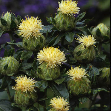 CARTHAMUS TINCTORIUS BIANCO GR.10