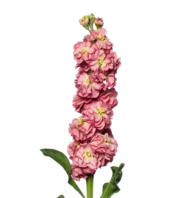 VIOLACCIOCCA STOX ROSA ANTICO NR.1000 SEMI